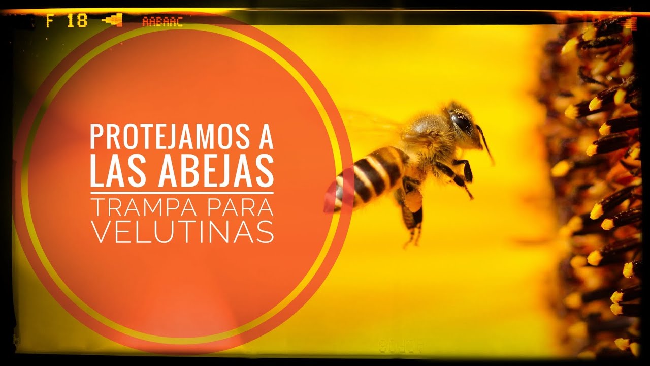 TRAMPA para avispas asiáticas, VELUTINAS, económica, sencilla y  efectiva. 🐝 Vlog || Capítulo 👉118