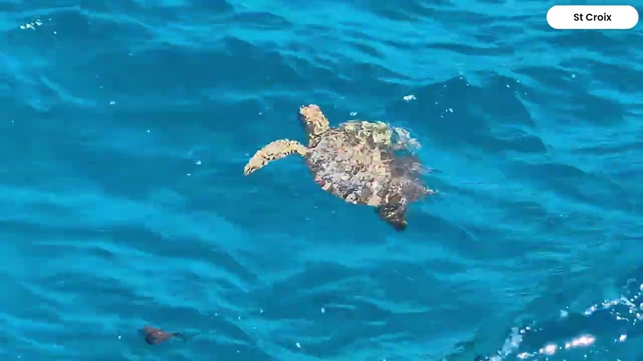 Tui Marella Discovery Caribbean Cruise March 2025 Part 5 St Croix St Lucia Turtles