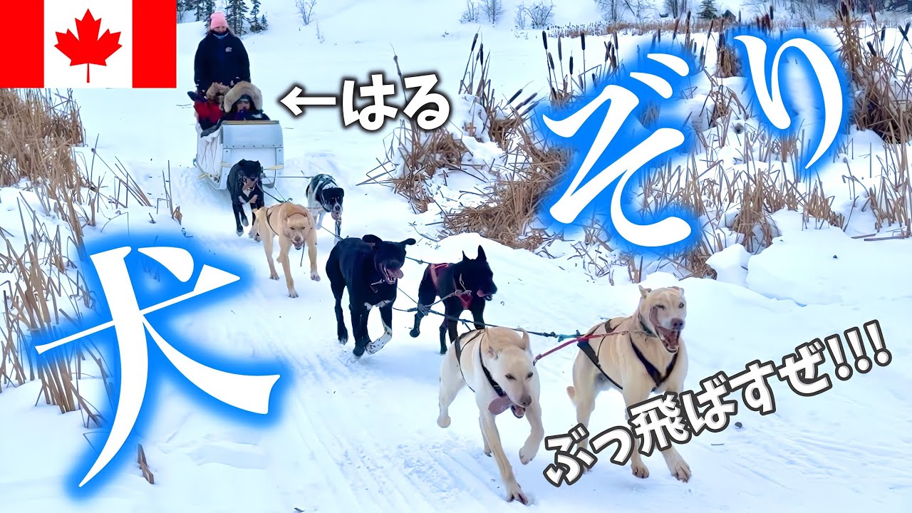 カナダで犬ぞり体験🐕イエローナイフの歴史に触れてオーロラリベンジ‼️