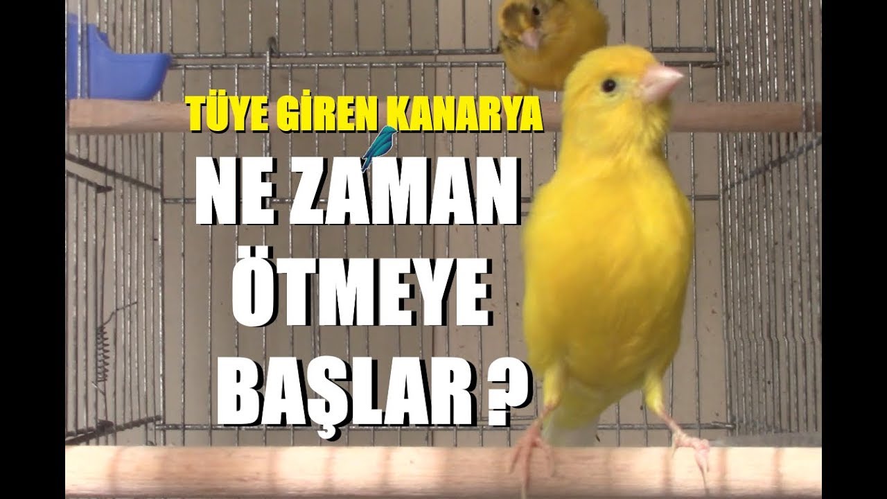 Tüye Giren Kanarya YENİDEN ÖTMEYE NE ZAMAN BAŞLAR ?