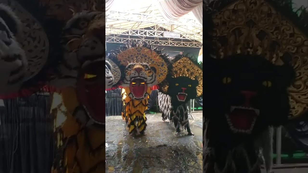 Live Barongan Putro Singo Waskito di Ketapang Berahan Wetan Wedung