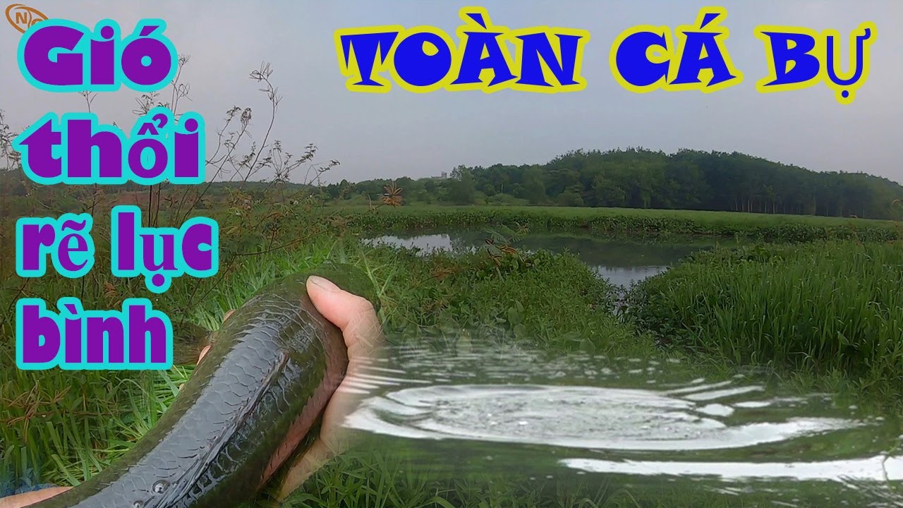 Câu cá lóc cắm trại trong rừng tập 34 #NguyenChanhVlog