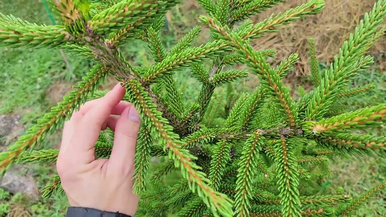 Best Spruce species to grow in Tennessee