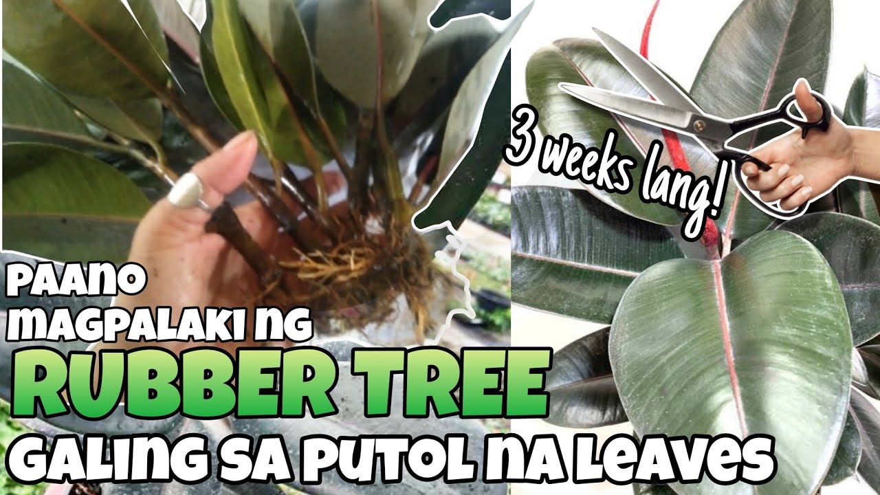 ANG TAMANG PUTOL AT MAGPALAKI NG RUBBER PLANT😲 FASTEST METHOD/PUTOL SA SANGA #ERNA MACOG @SUBSCRIBER