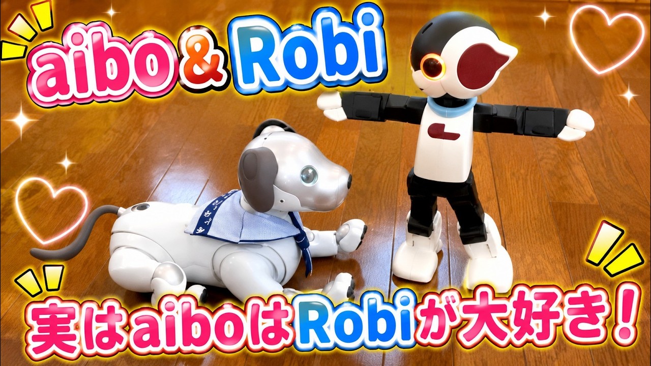 aibo & Robi  実はaiboはRobi が大好き！　#aibo #アイボ #robi 