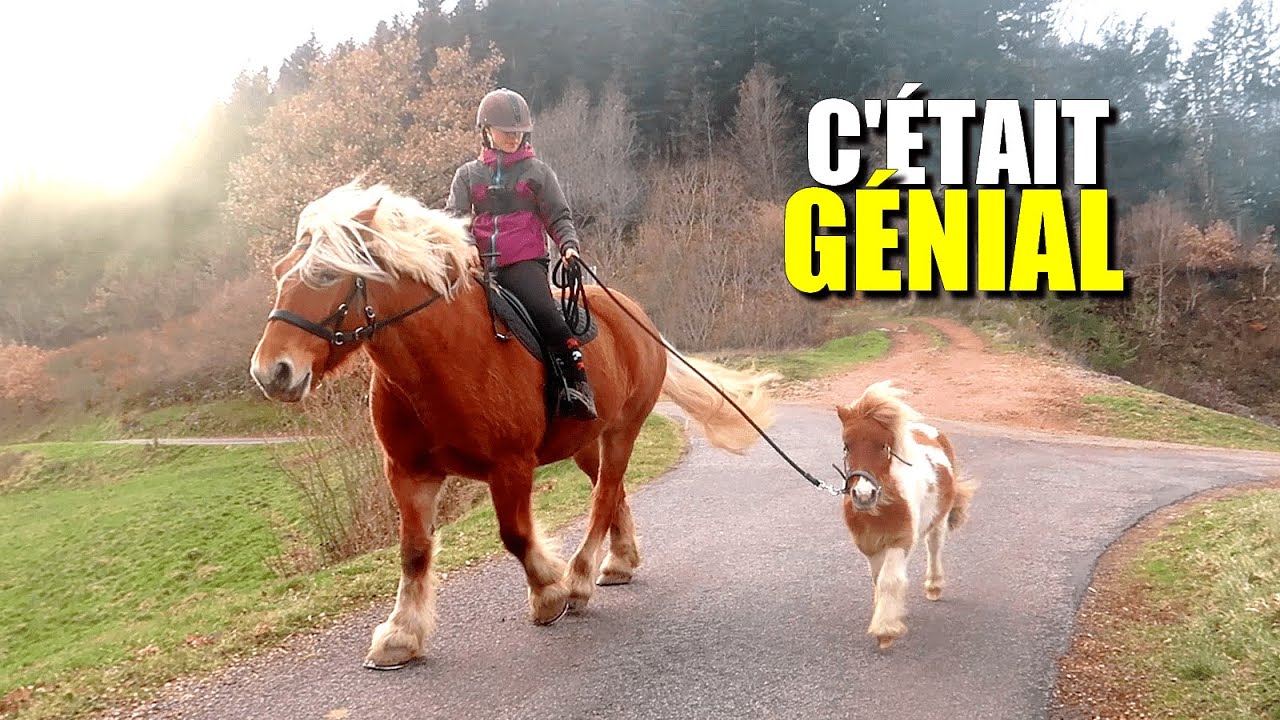 LILI ET ILLICO EN DEXTRE 🤩(*cheval de trait / mini poney*)