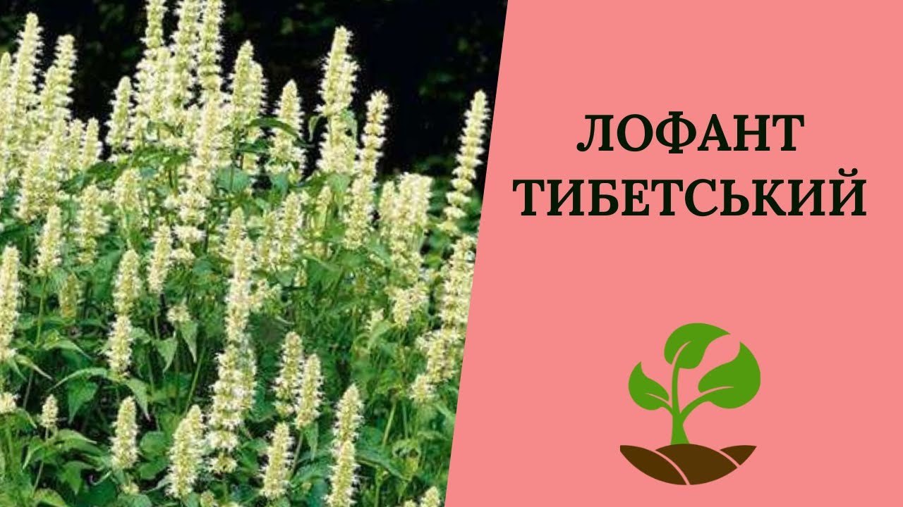 Лофант тибетський - найкращий медонос. Цвітіння лофанта тибетського, вирощеного з насіння.