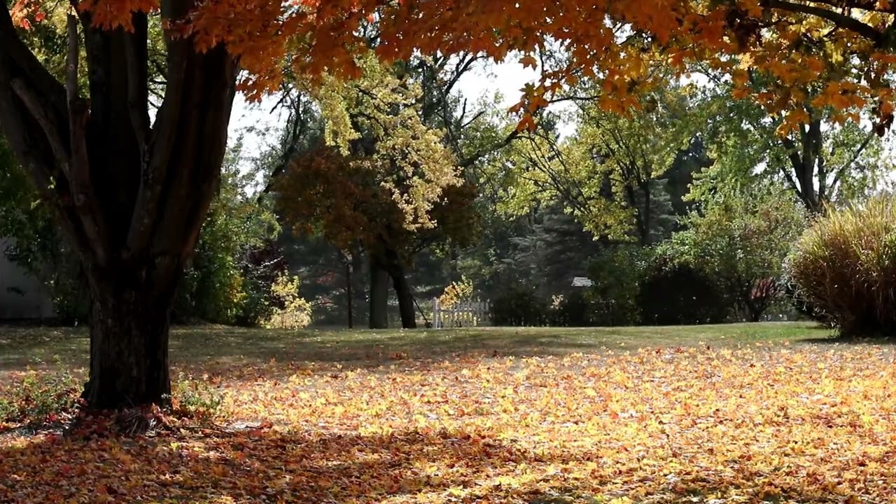 Autumn Leaves Falling