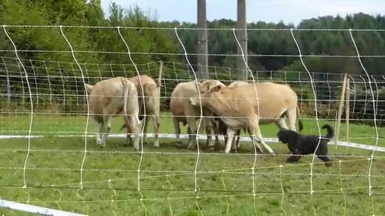 IURSONN BALL DU CLOS DE LA LUETTE - 2 - BOUVIER DES FLANDRES - C.A.N.T.