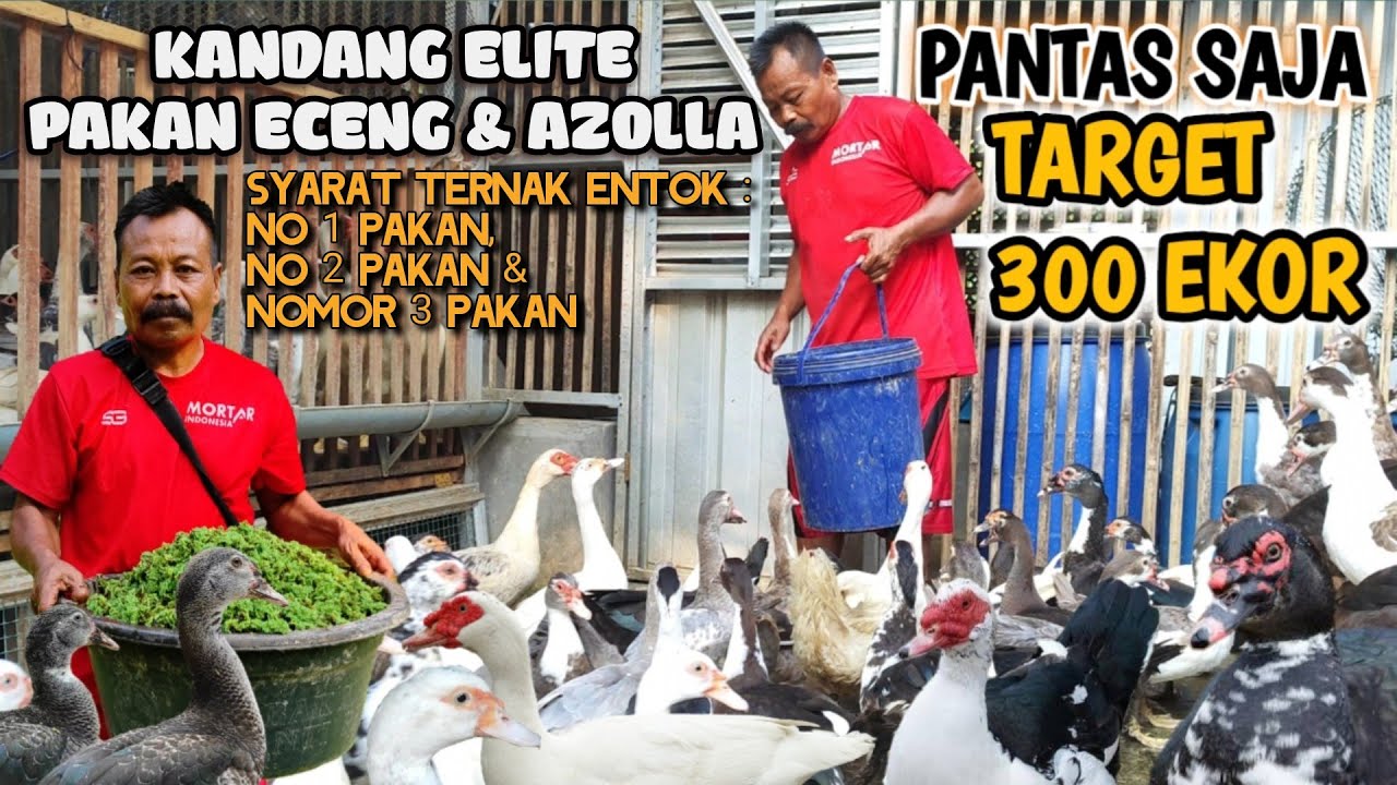 200 EKOR ENTOK BIAYA TETAP MURAH, BEGINI CARANYA