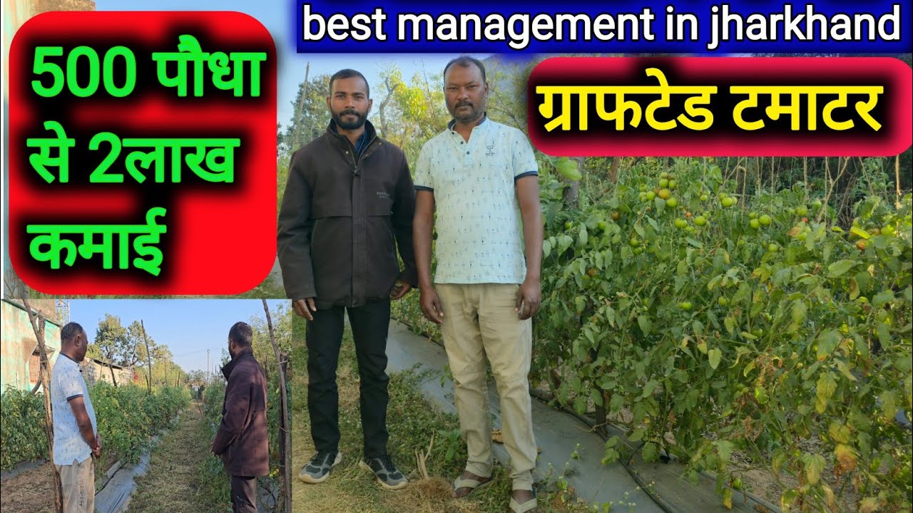 Grafted tomato farming | पहली बार लगाएं फसल  200% मुनाफा 