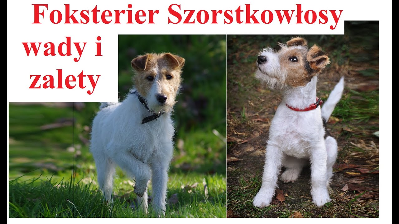 Foksterier Szorstkowłosy - Wady i Zalety