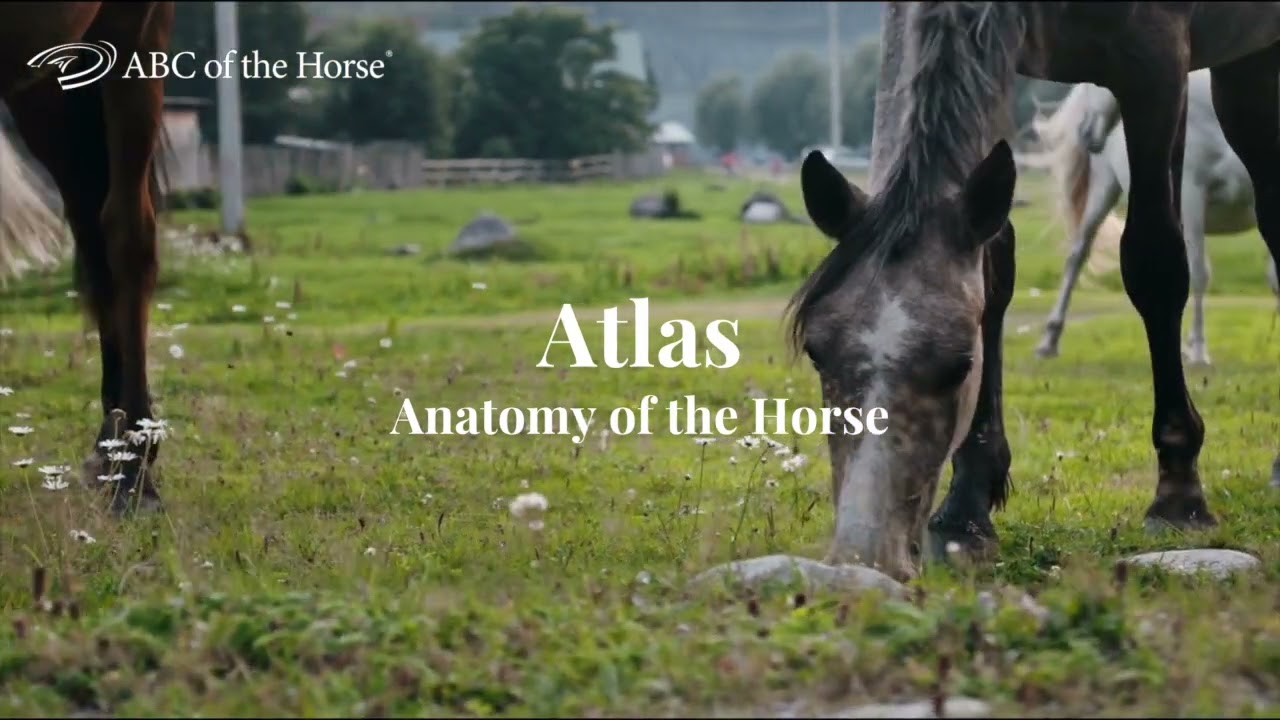 The ABC of the Horse &ndash; Atlas