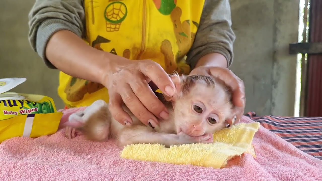 Pity mother make baby little tin monkey Rojo To sleeping after feeding milk