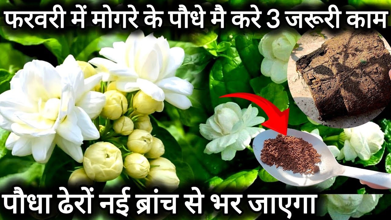 फरवरी में मोगरा के पौधे में करें 3 जरूरी काम, मोगरा पौधे की देखभाल /Mogra plant care and fertilizer.