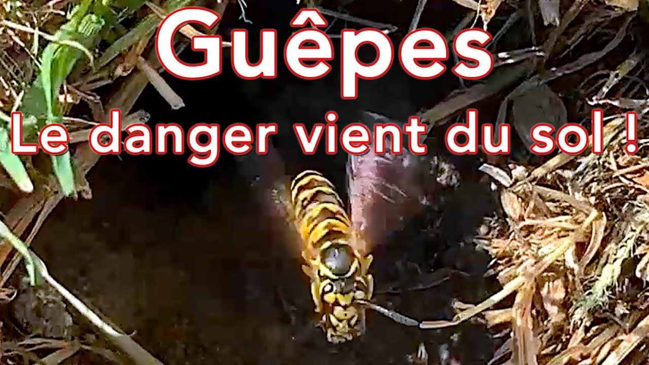 Guêpes, le danger vient du sol !