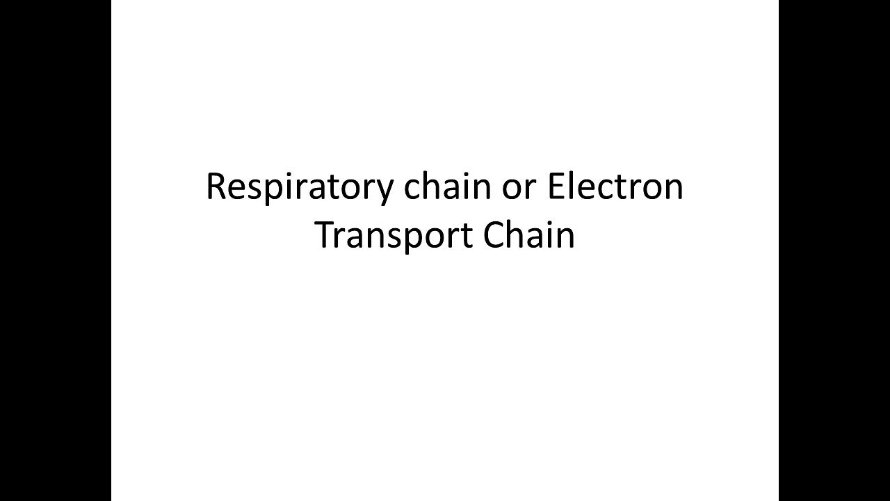 Respiratory Chain or Electron Transport Chain