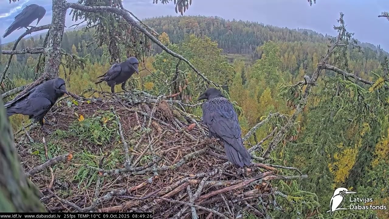 Kraukļi pulcējas Mildas ligzdā.🤩Ravens gathering in Milda's nest.09.10.2025
