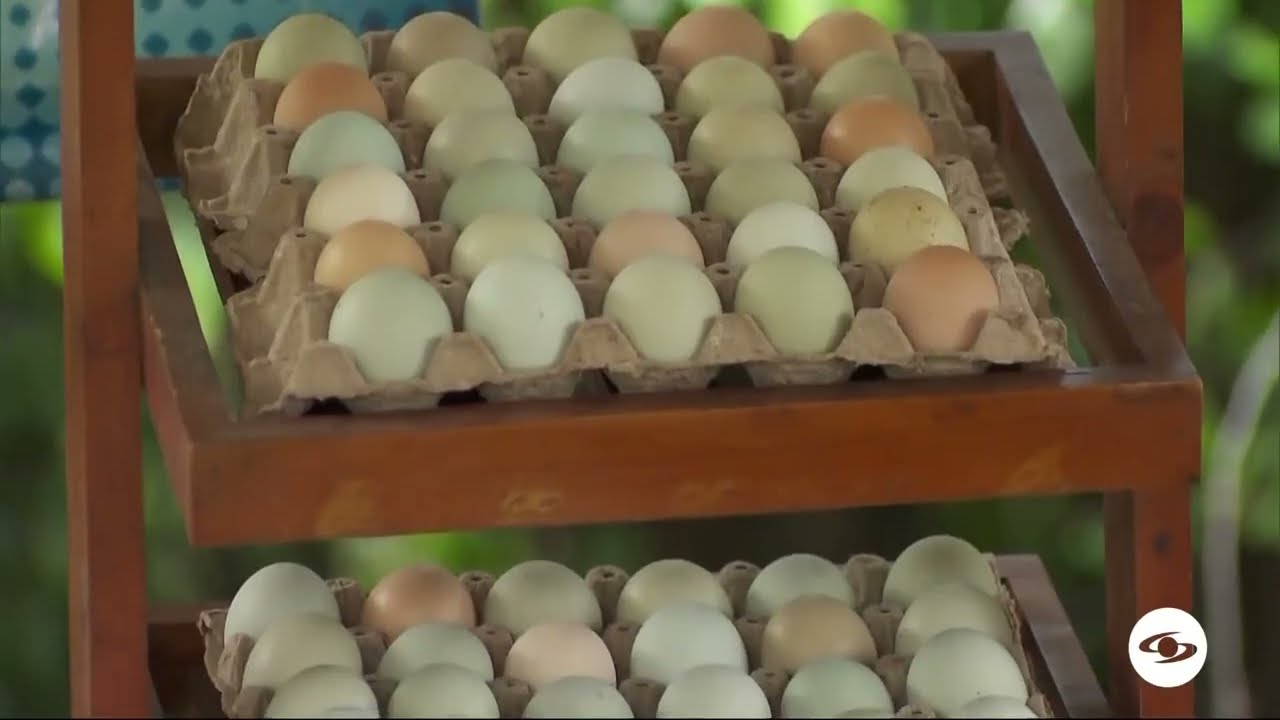 Modelo comercial con huevos azules - La Finca de Hoy