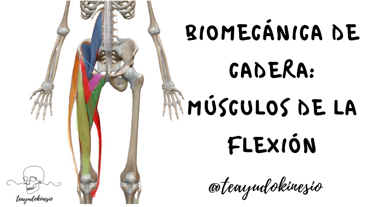 Biomecánica de cadera parte 4: Miocinética de flexión