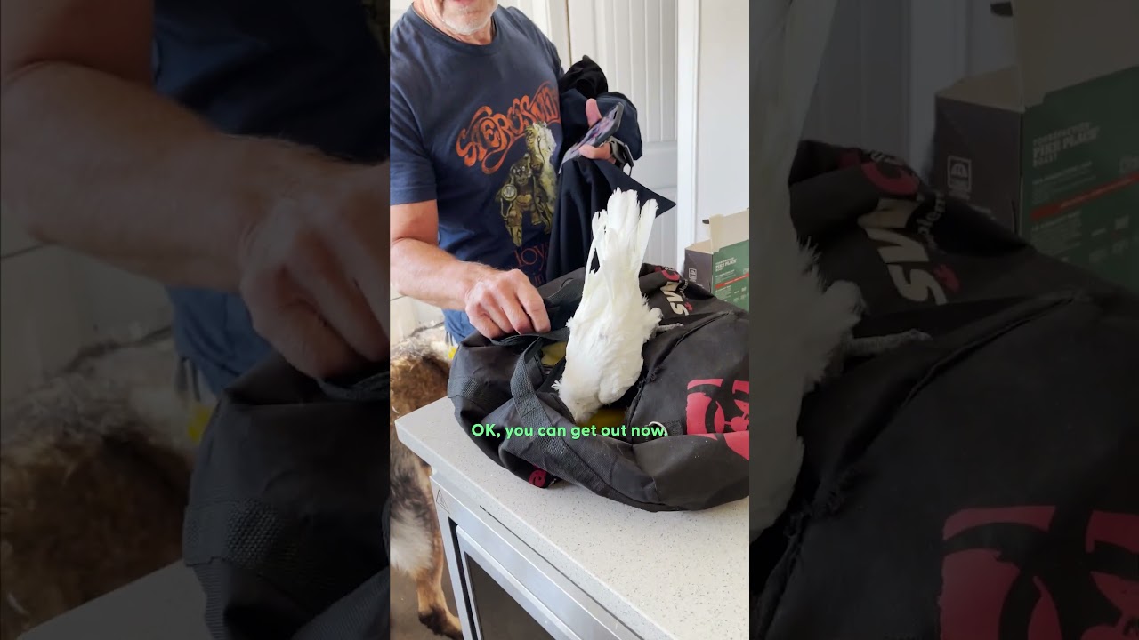 Parrot Loves Annoying Her Dad | The Dodo