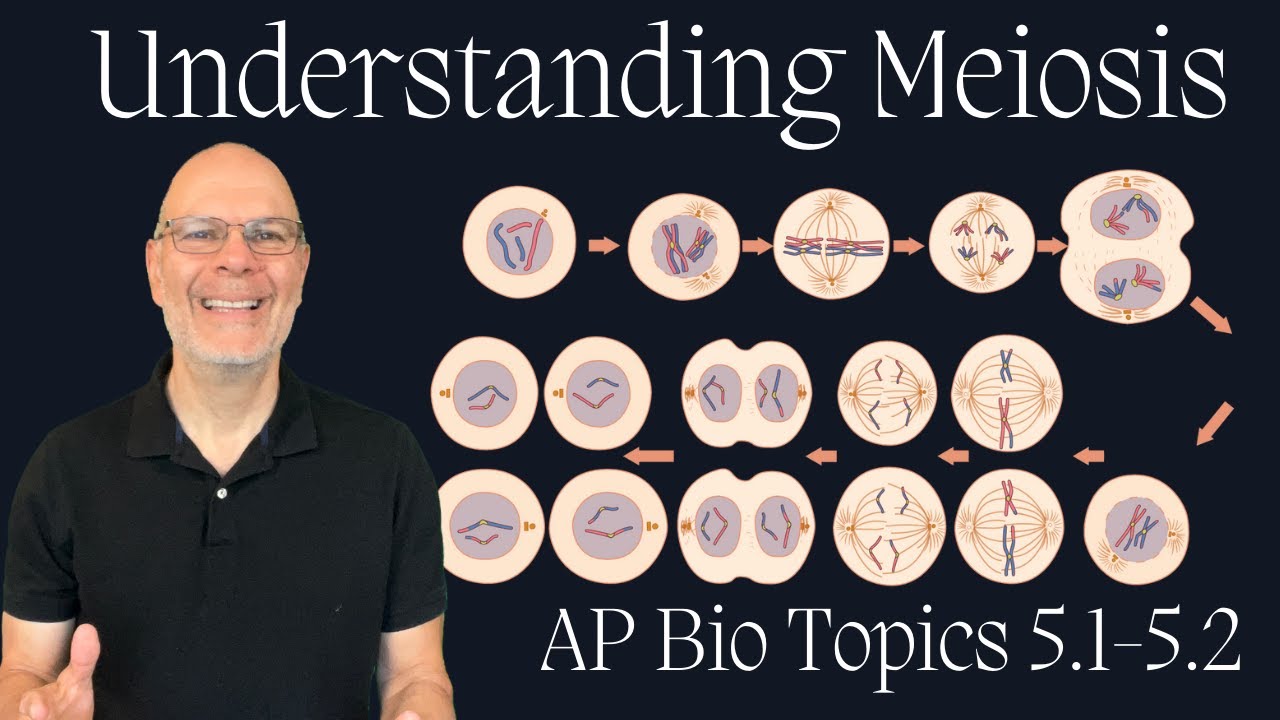 Все, что вам нужно знать о мейозе для успешной сдачи экзамена AP Bio (темы 5.1 и 5.2)