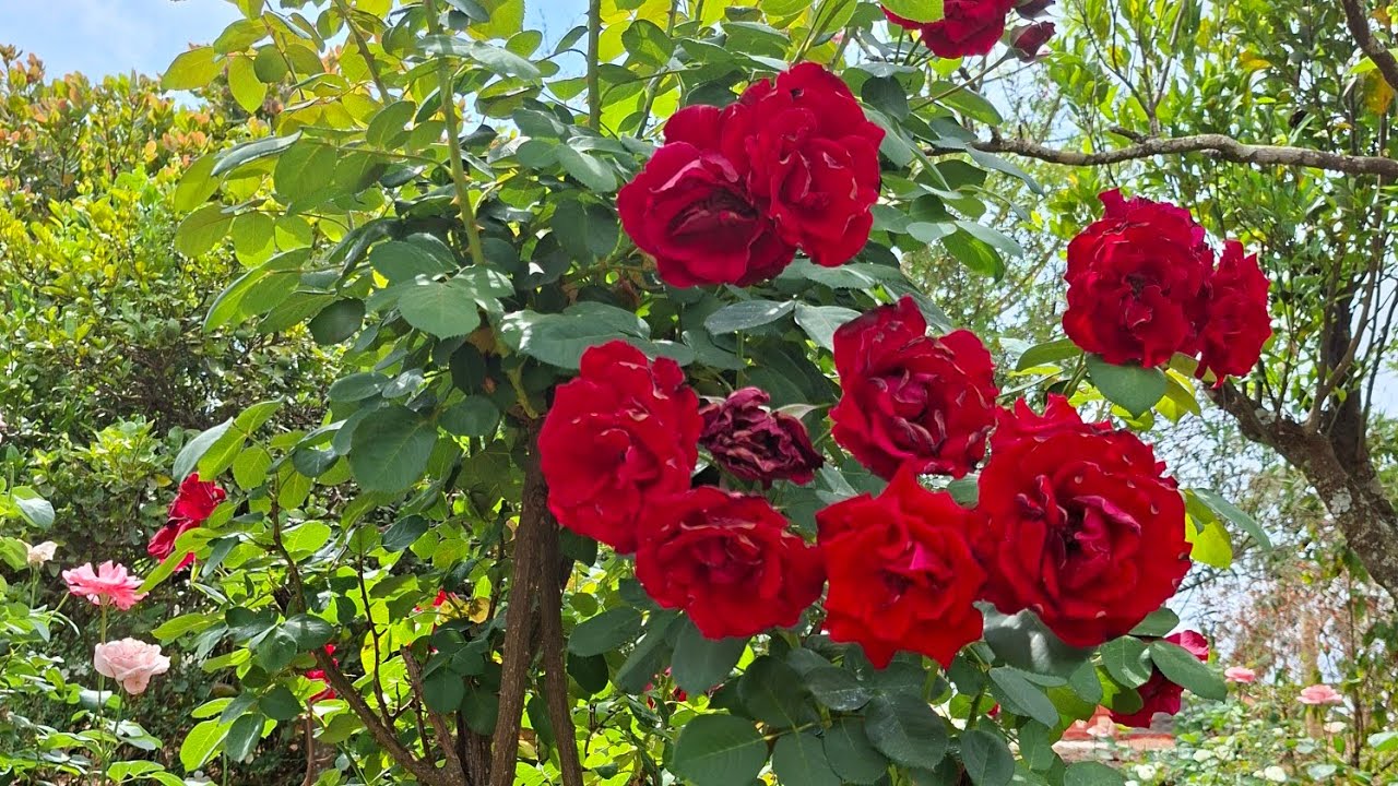 🌷💢🦋💥poda de botões velho  das roseiras #roça #plantas #natureza #fazenda #flores #plantas 