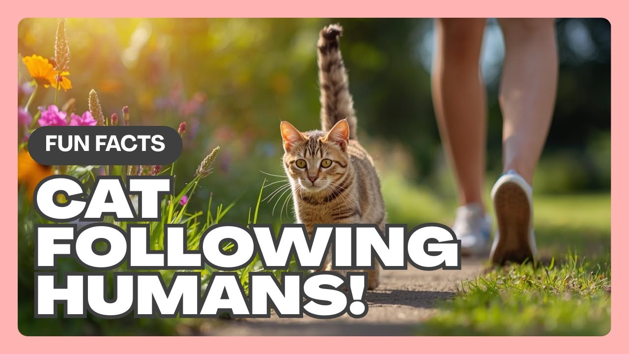 FACTS YOU DIDN’T KNOW About Cats Following Humans! #CatKudos #CatLove #CatFacts