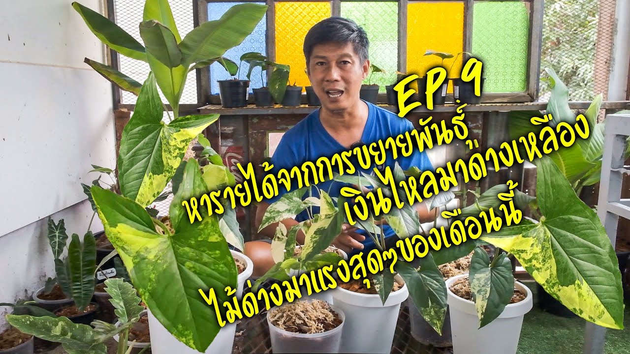 หารายได้เสริมจากการขยายพันธุ์เงินไหลมาด่างเหลืองไม้ด่างที่มาแรงที่สุดในเดือนนี้