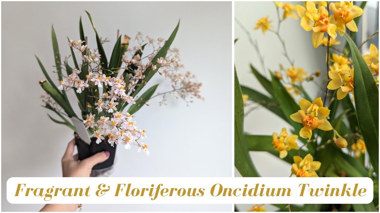 Compact Easy to Grow Fragrant Orchid | Oncidium ✨Twinkle✨ 100s of flowers!