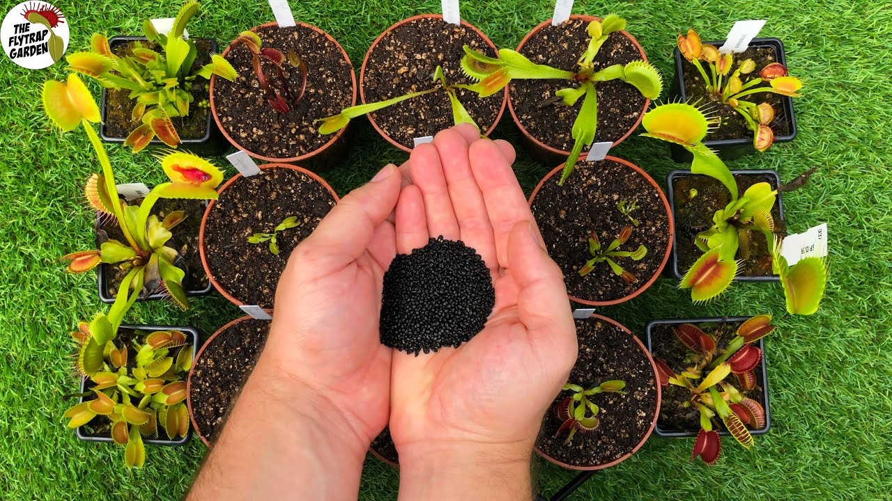 Sowing Hundreds of Carnivorous Seeds - Drosophyllum lusitanicum