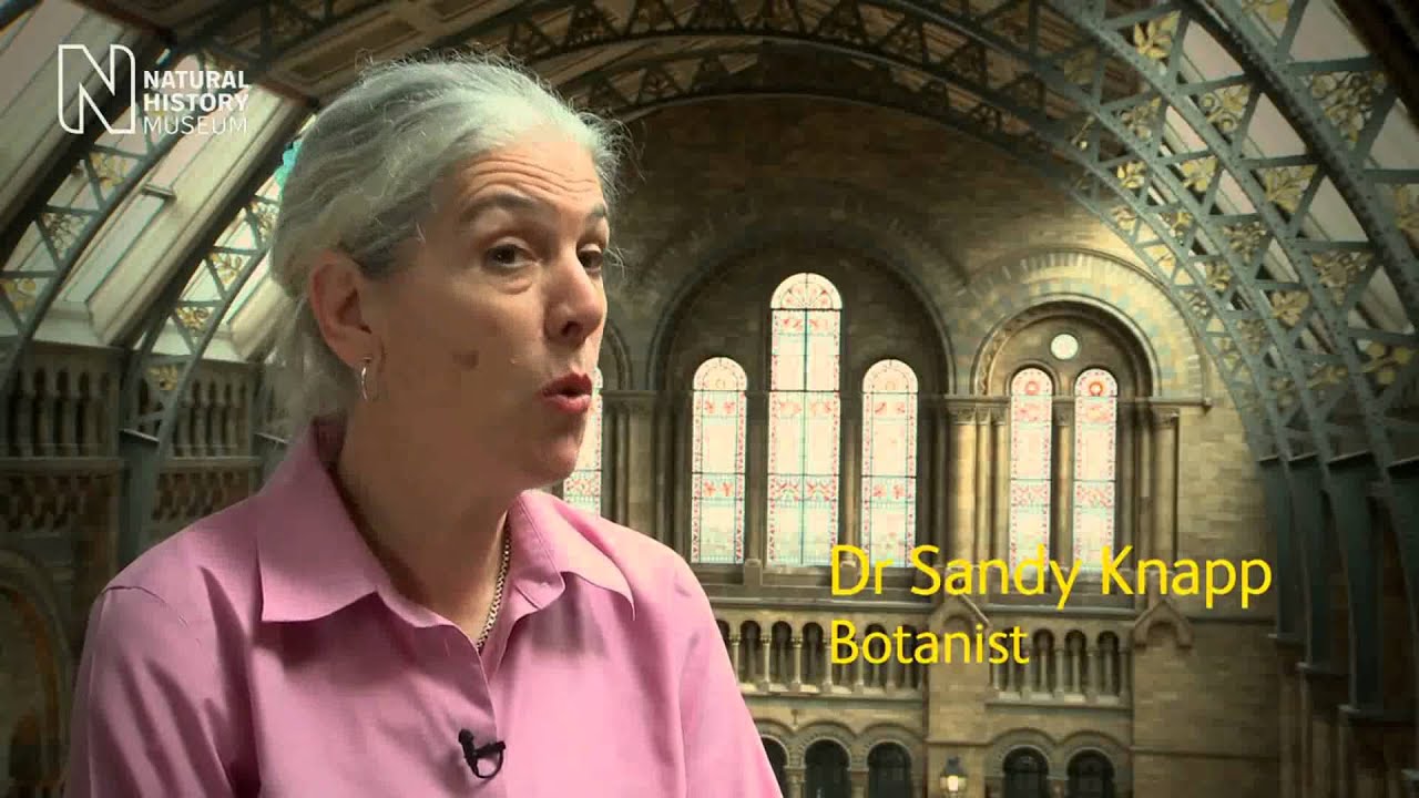 Visita Virtual al Museo de Historia Natural de Londres.