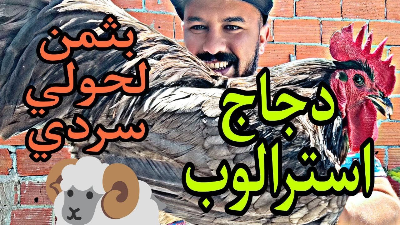 اشتريت🐓 الدجاج الاسترالوب بثمن الحولي🐏 الصردي 🤭 فروج وشي دجاجة 🐔🐔 #تربية_دجاج #moshab_vlog