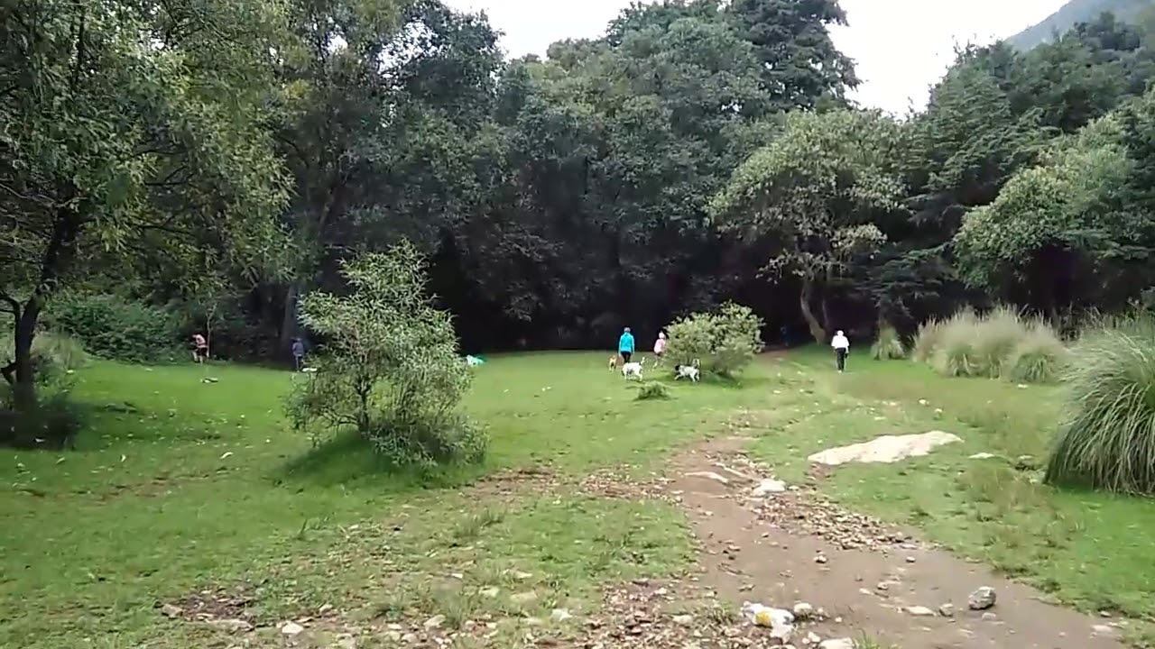 Pitbull contra 2 dálmatas