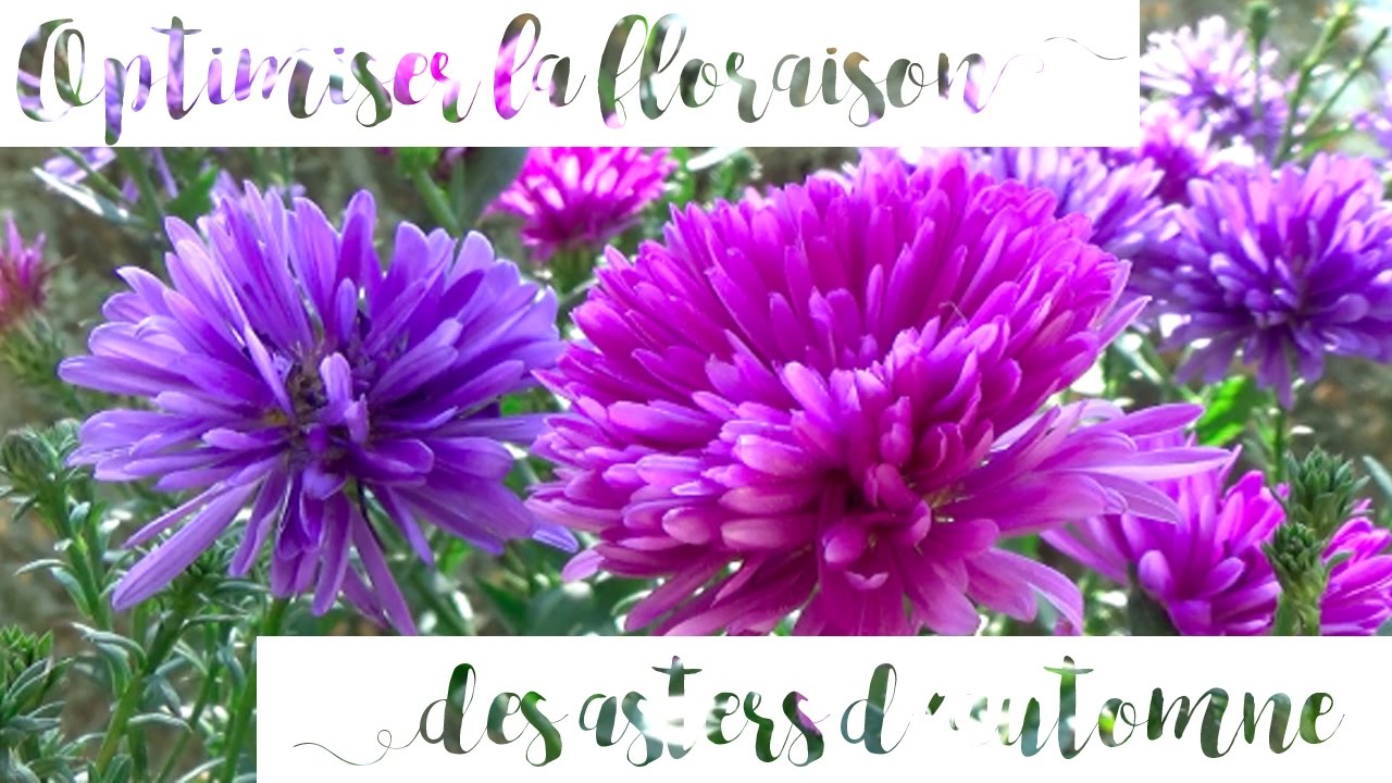 ✿ Asters d'automne : conserver une belle floraison jusqu'aux gelées