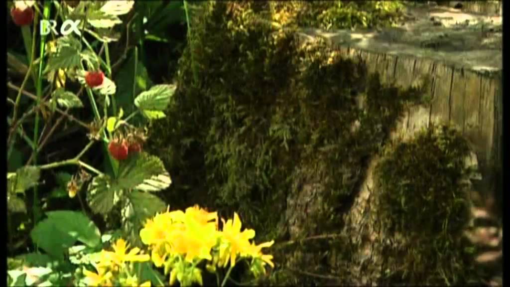 Lebensgemeinschaft Wald Funktionen des Waldes