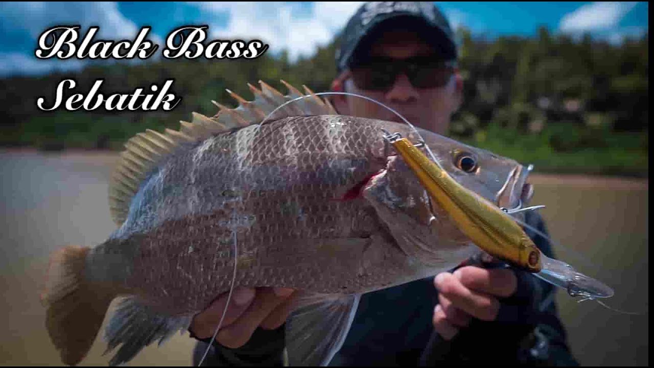BLACK BASS SEBATIK SABAH