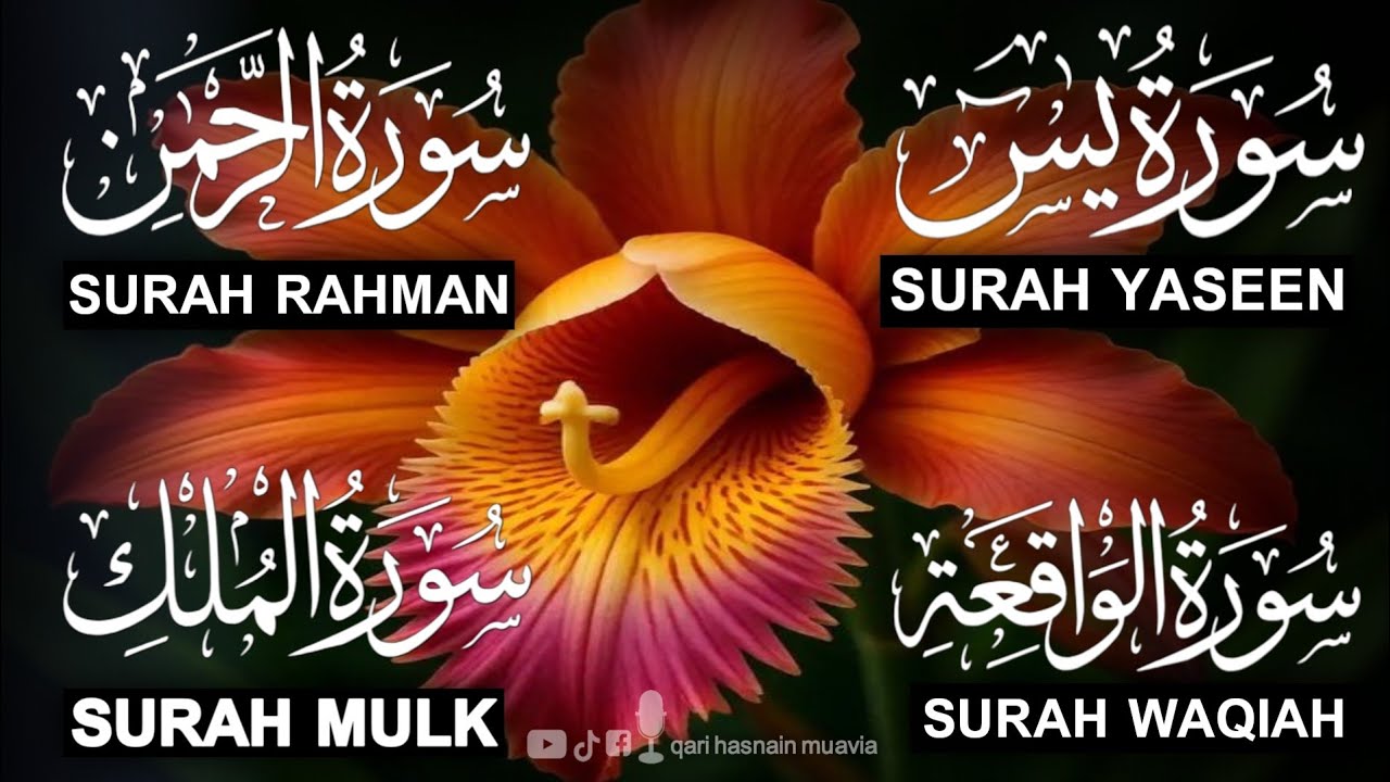 Surah Yasin ❤️ (Makki), Rahman, Waqiah & Mulk | Ep 355 | Daily Quran Recitation & Blessings