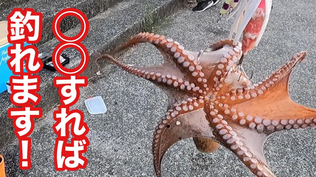 【〇〇すれば釣れます！】これを実践すれば簡単に釣れてしまいます！！【タコ釣り】