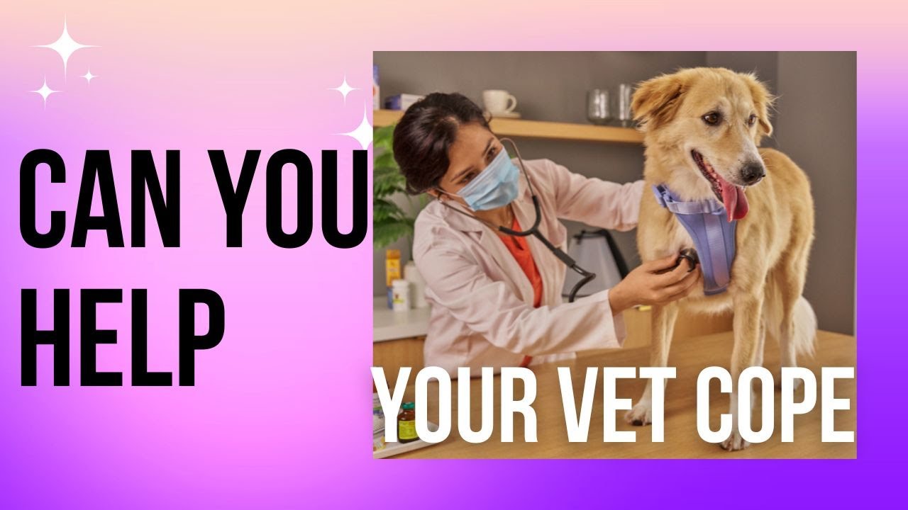 How Can You Help Your Veterinarian & Staff With Compassion Fatigue?
