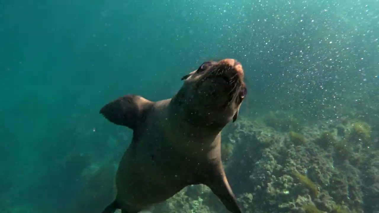 Long sea lion clip