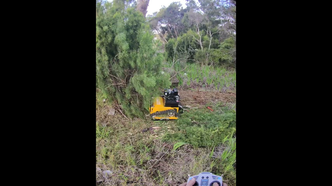 Remote control lawn mower pine tree demolition