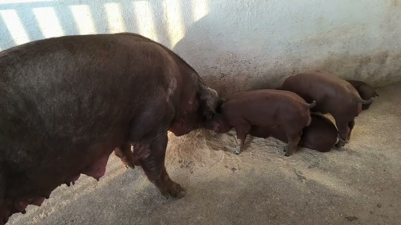 Qual o manejos devo fazer na matriz após fazer o desmame dos leitões?.#suinocultura 