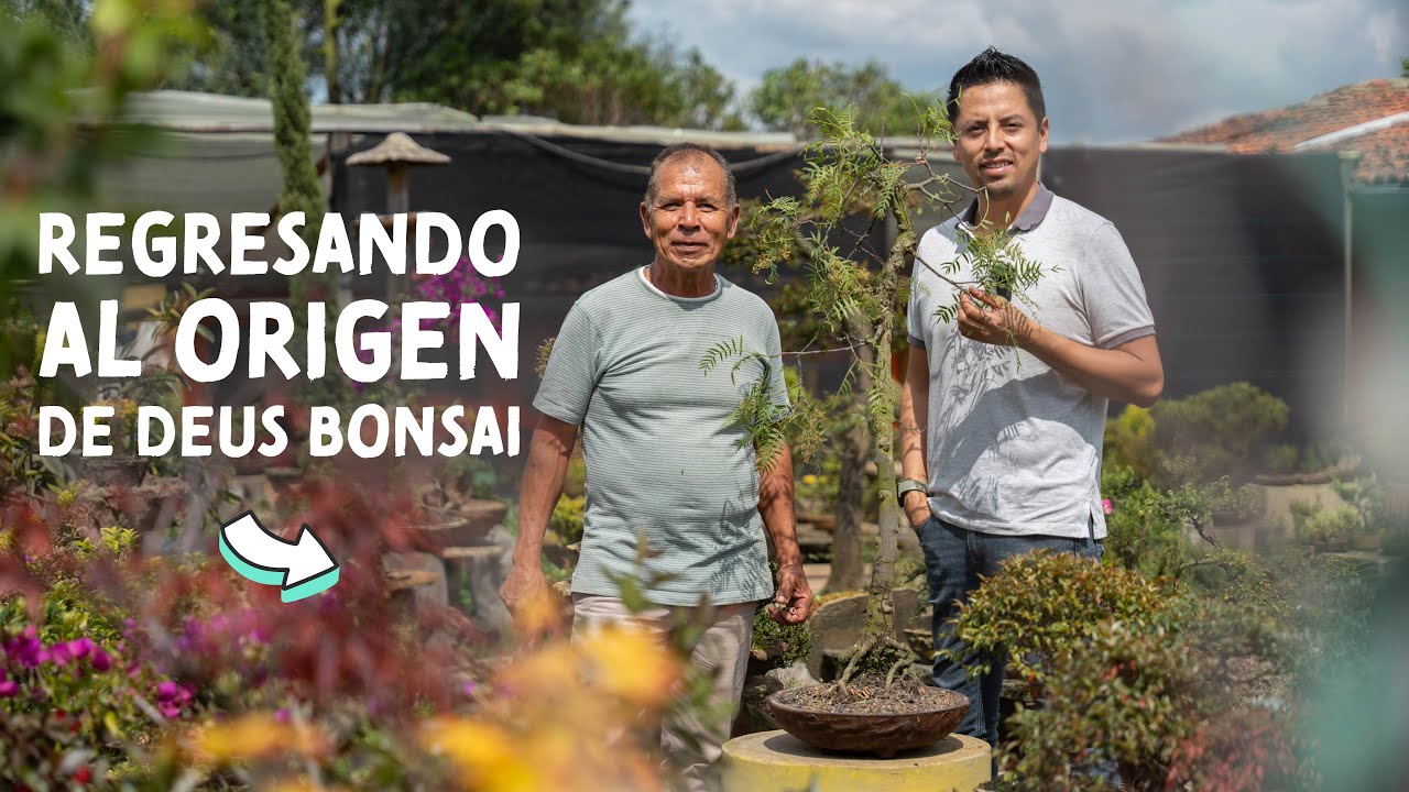 Regresando al Origen de Deus Bonsai