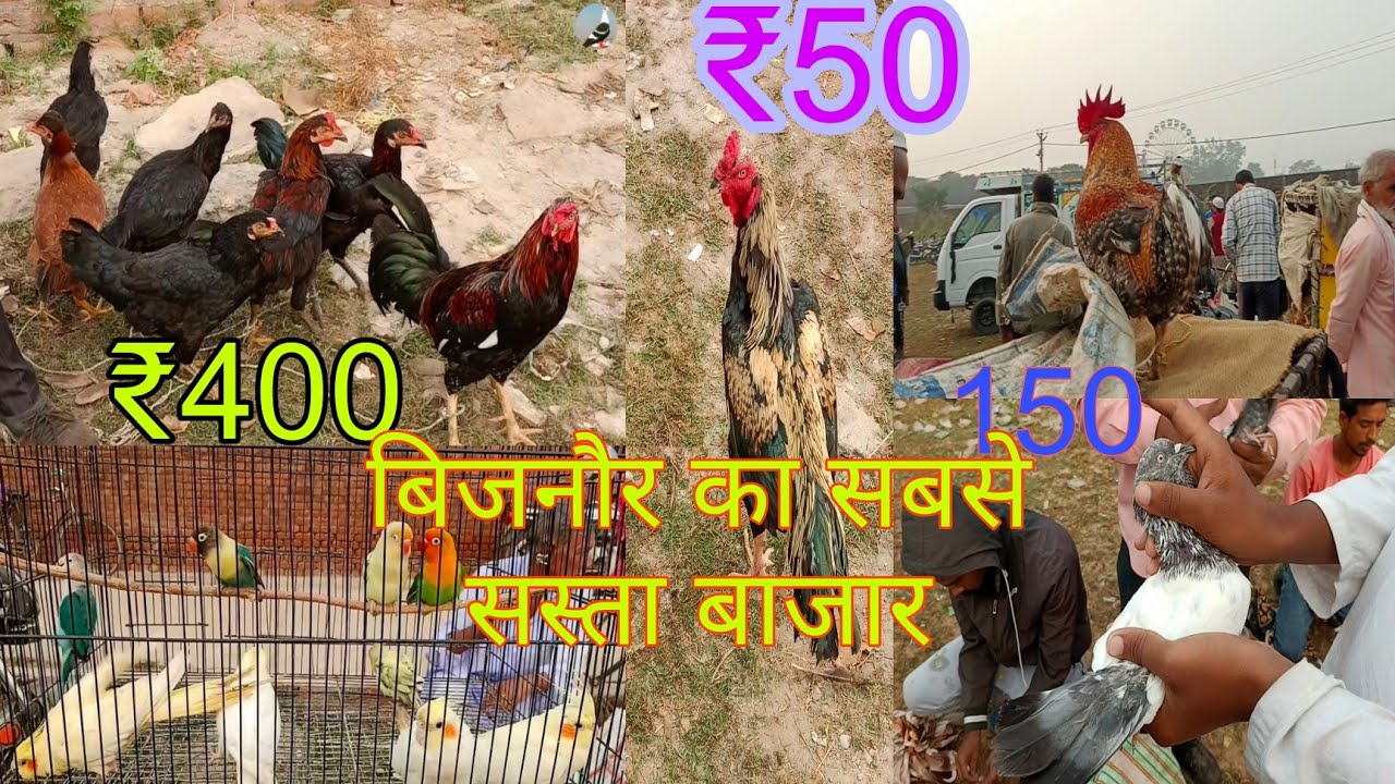 KIRATPUR MURGA MARKET SUNDAY BAJAR@PigeonBijnor