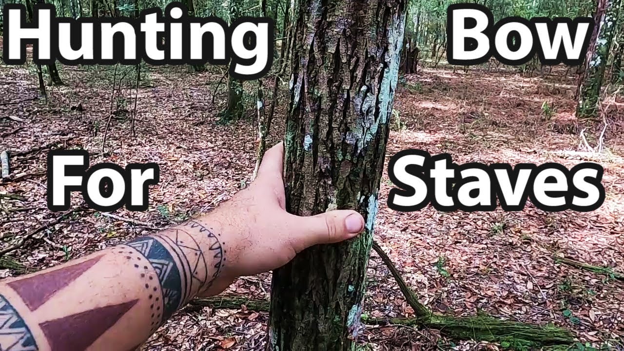Hunting for the Best Bow staves