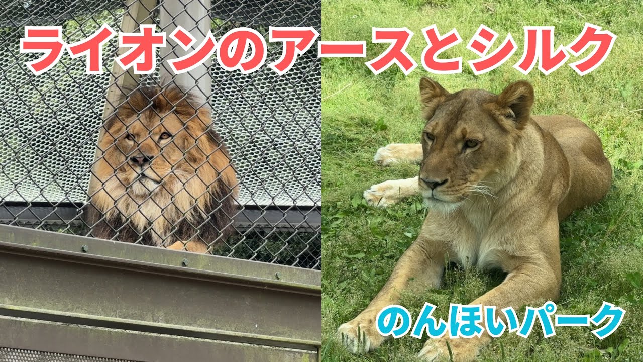 【のんほいパーク】朝のライオン舎｜アースとシルクの過ごし方
