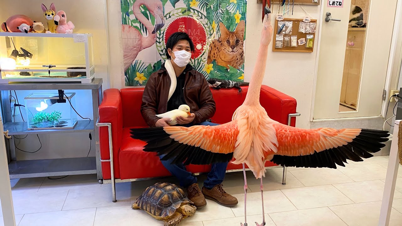 フラミンゴに求愛されるカオス過ぎる生き物カフェ