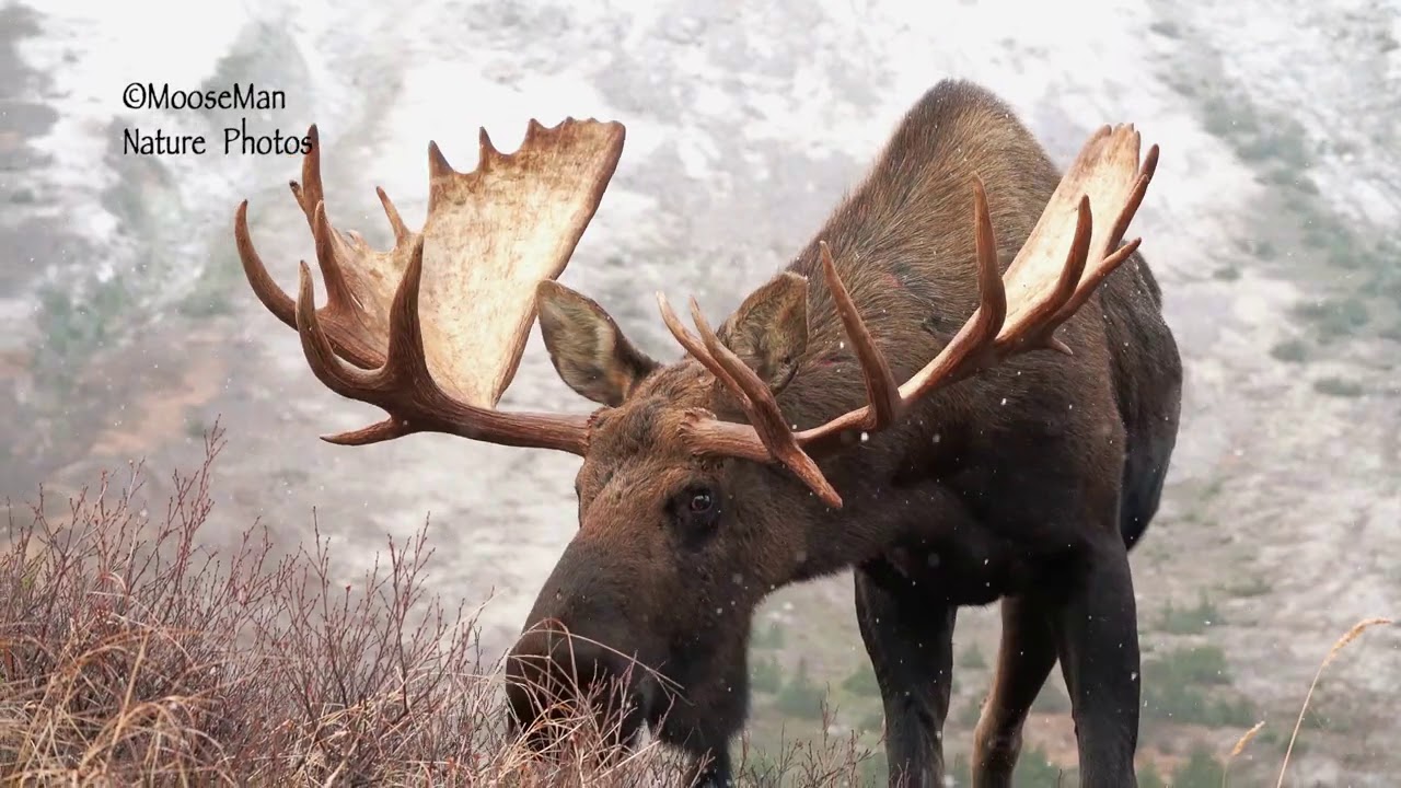 Huge Bull Moose in Falling Snow | MooseMan Video Photography Calendar