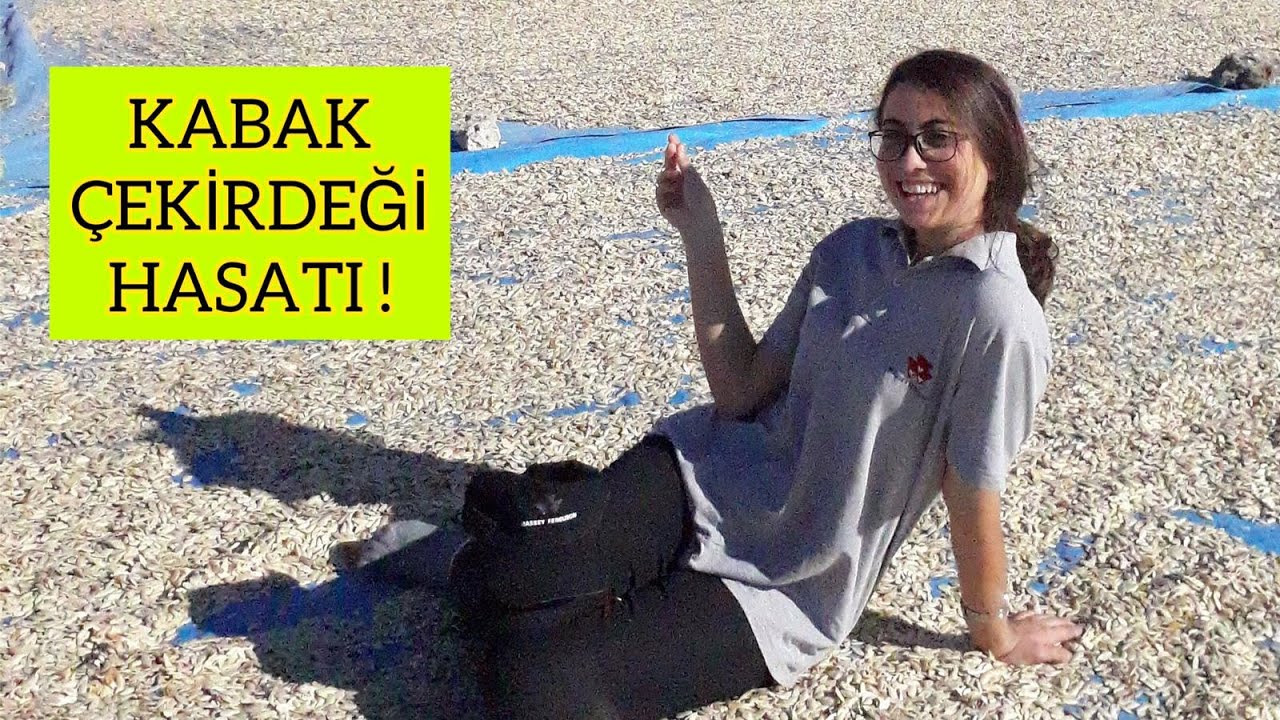 2021 KABAK ÇEKİRDEĞİ HASATI BAŞLADI!